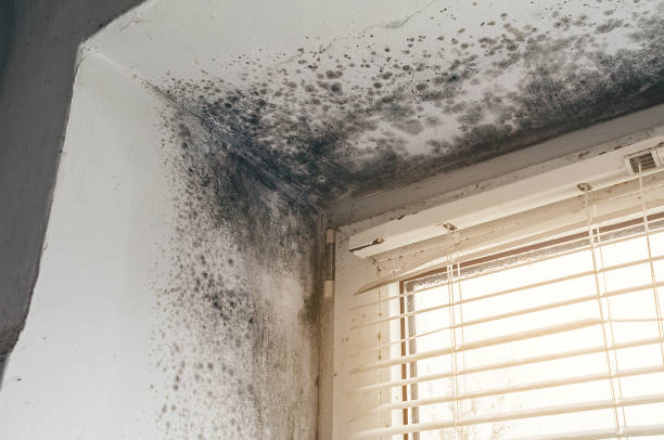 Affordable Mold Cleanup solutions in Thornton, CO