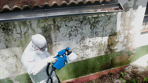 Trusted Attic Mold Removal service in Thornton, CO - Cheap Mold Removal
